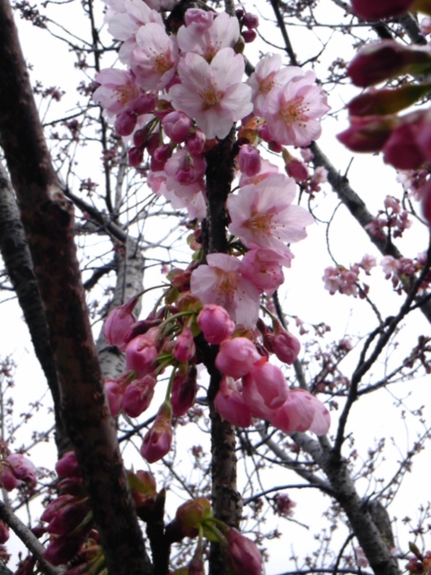 桜咲く