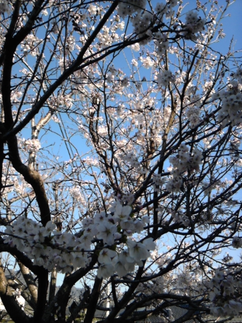桜満開。