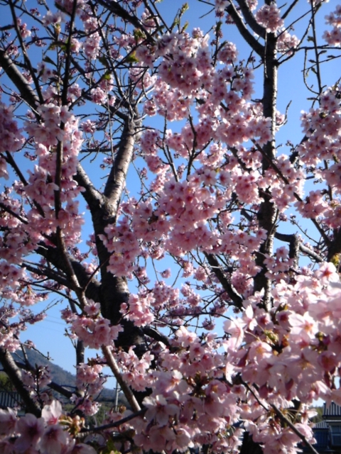 桜満開。