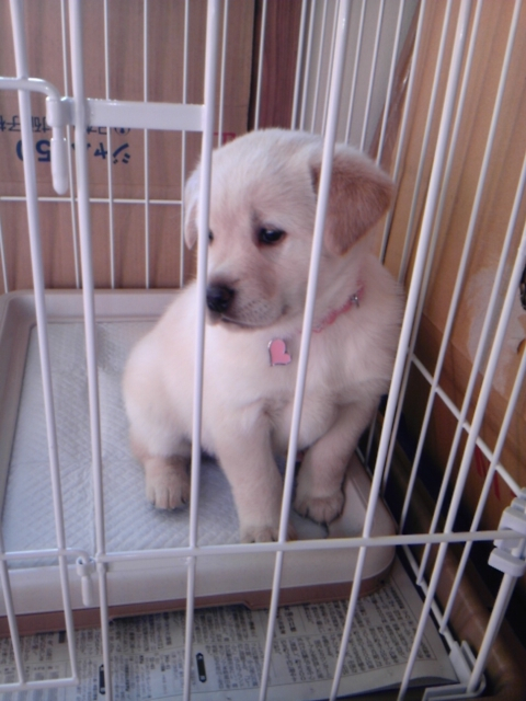 きょうのわんこ。