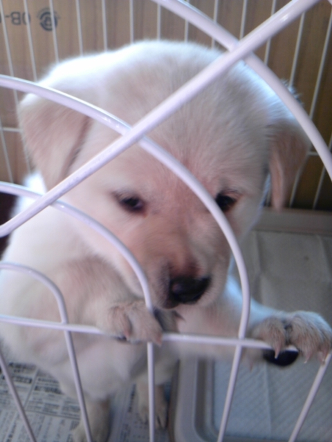 きょうのわんこ。