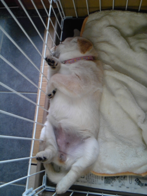 きょうのめろちゃん。